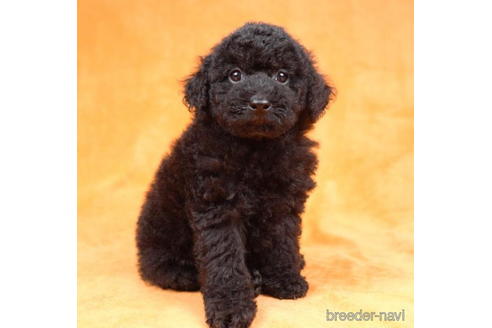 成約済の東京都のトイプードル-188154の1枚目